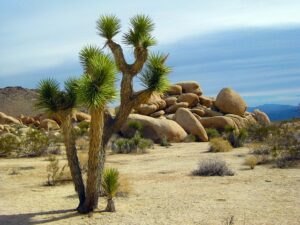 joshua-tree-g0e1bbc0f9_640