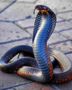 king-cobra-snake1