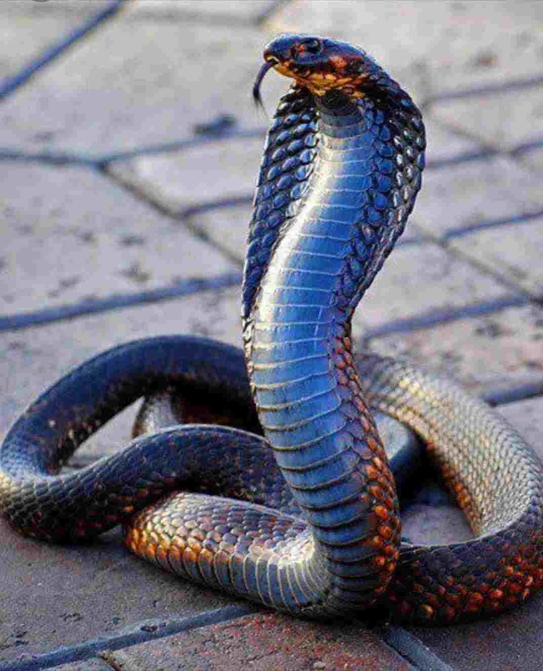 Top 11 Most Beautiful Snakes in The World - Nature Worldwide