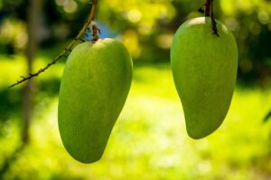 mango-g9f56158da_640