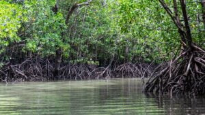 mangroves-g78c8b9457_640