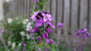 matthiola-g4be5f3e03_640