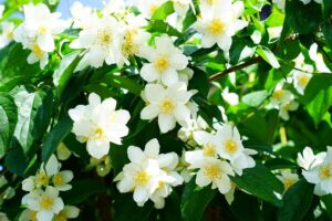 mock-orange-g383339fcc_640