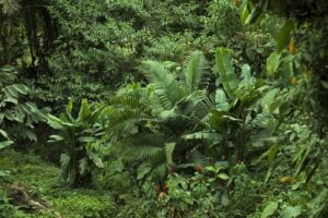 nature-gdf87f0381_640