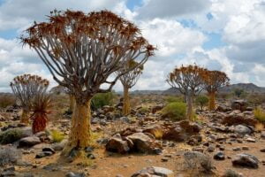 quiver-trees-8045669_640