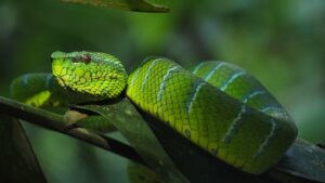 Top 11 Most Beautiful Snakes in The World