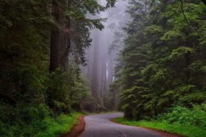 Types Of Forests In The World