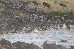 wildebeest-migration-gf4297c9b1_640