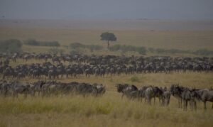 wildebeests-gf37cf62ec_640