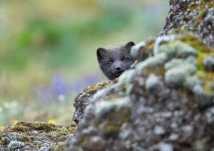 Arctic-National-Wildlife-Refuge