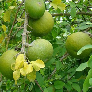 BEL-PTRA