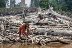 Biodiversity-Loss