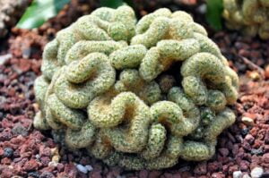 Brain-Cactus