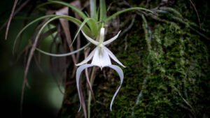 Ghost-Orchid-Flower