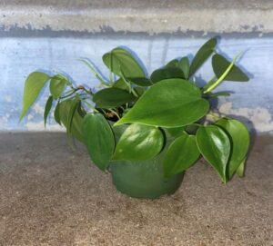Heartleaf-Philodendron