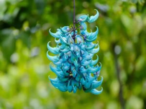 Jade-Vine-Flower
