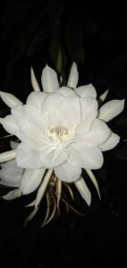 Kadupul-Flower