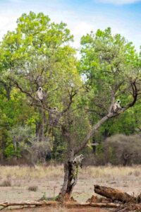 Kanha-National-Park