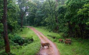Kanha-National-Park10