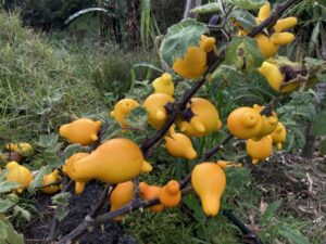 Knucklebones-Solanum-mammosum