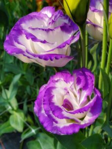 Lisianthus-Flower