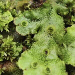 Liverwort-Marchantia-polymorpha