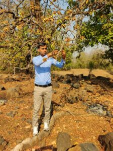Mahua-Tree
