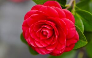 Middlemosts-Red-Flower