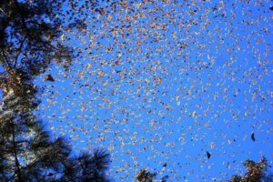 Migration-of-the-Monarch-Butterflies
