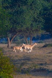 Panna-National-Park