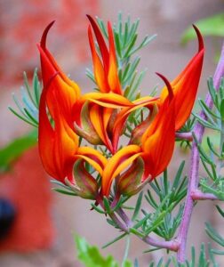 Parrots-Beak-Flower