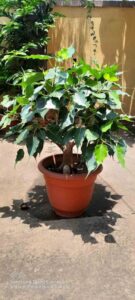 Peepal-Tree