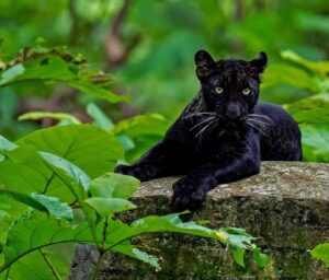 Pench-National-Park