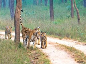 Pench-National-Park-640x480-1