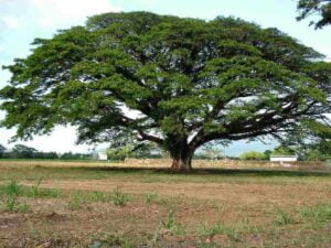 Rain-Tree-Samania-saman0