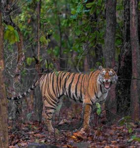 Sanjay-Dubri-National-Park0