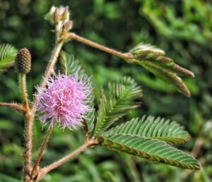 Sensitive-Plant-Mimosa-pudica