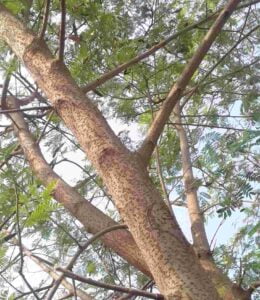 Subabul-Leucaena-leucocephala0