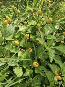 Toothache-Plant
