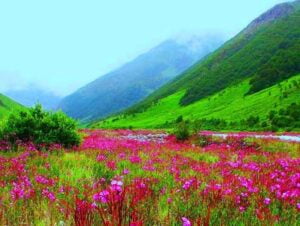 Valley-of-Flowers-National-Park
