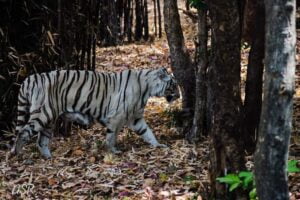 Van-Vihar-National-Park-1
