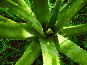 aloe-vera-2631853_640