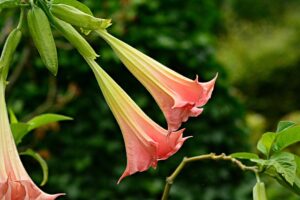 angels-trumpet-4334434_640