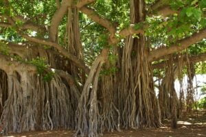 Top 10 Long-Living Trees in India