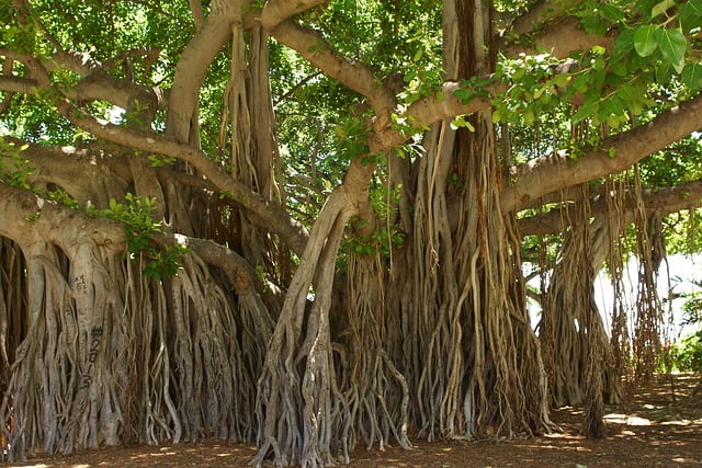 Top 10 Long-Living Trees in India