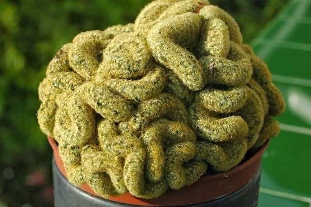 10 Plants That Look Exactly Like Human Body Parts