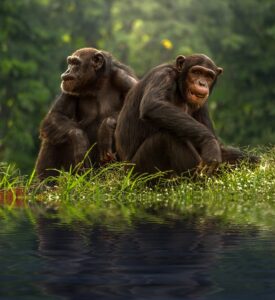 chimp-1822540_640