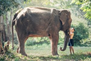 elephant-1822492_640
