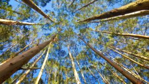 eucalyptus-2734066_640