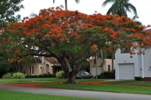 flamboyant-179148_640